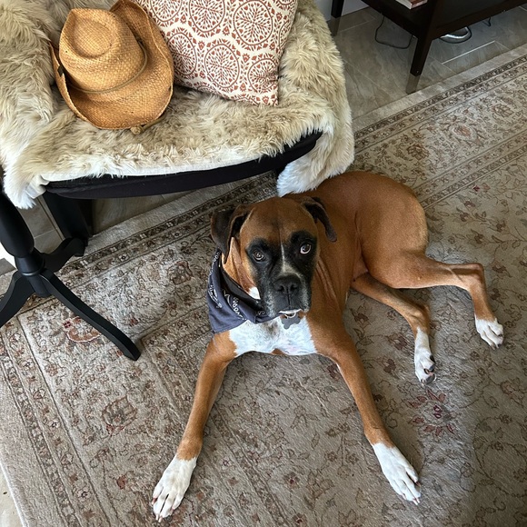 Meet your Posher, Gina - Picture 7 of 13